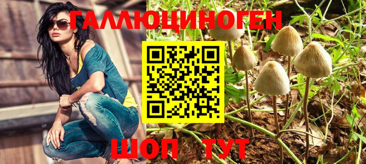 Псилоцибиновые грибы Psilocybe Новосибирск